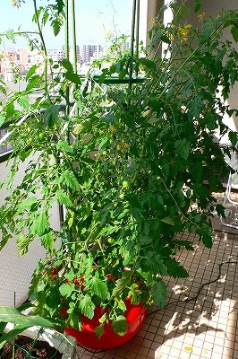 水耕栽培 ミニトマトのネネ ベランダ菜園計画